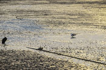 Marker Wadden: broedplek, voedselbron en natuurspeelplaats