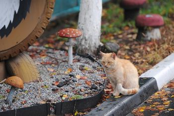 Kattenpoep in Gelderse speeltuin blijkt hardnekkiger dan gedacht