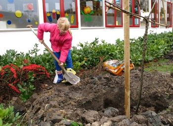 Fruitbomen op Flevolandse schoolpleinen